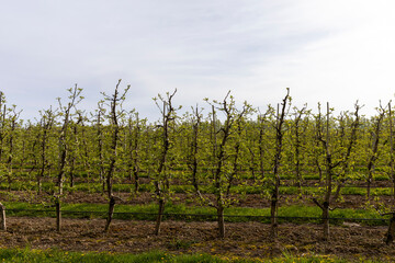 Obraz premium growing apples and other fruits on an industrial scale