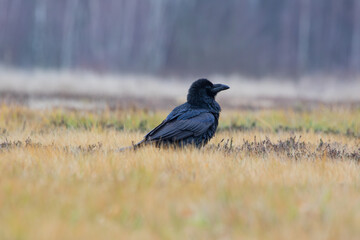 A raven in a meadow in warm autumn colors