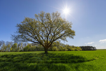 Obraz premium a tree growing in a field with green wheat