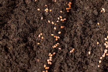 seeds of several varieties of radishes sown in fertile soil