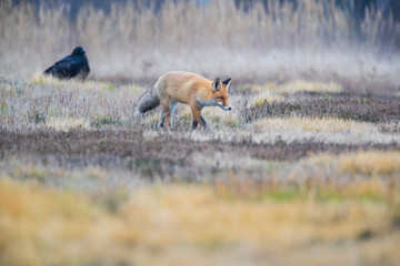 A creeping fox on an autumn meadow