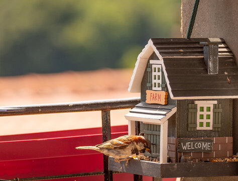 des moineaux mangent des graines dans des cabanes à oiseaux décorées en bois accrochées sur un bord de fenêtre - Powered by Adobe