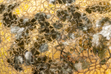 spoiled melon with black spots from mold and mildew