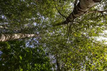 Fototapeta premium tall birches in sunny weather in early autumn