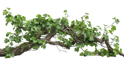 grapevine png