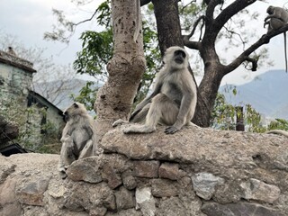 インド・リシケシの野生猿