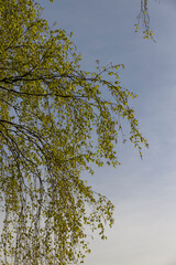 new green birch foliage in spring against a gray sky