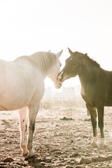 Obraz premium horses in morning winter light pretty playing 