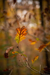 Paysages et natures morte en automne dans la foret 