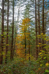 Paysages et natures mortes en automne avec vue du ciel 
