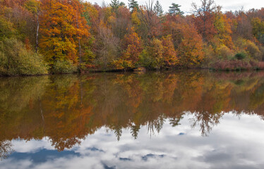 Paysages et natures morte en automne dans la foret 