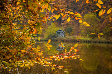 Paysages et natures morte en automne dans la foret 