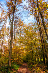 Paysages et natures morte en automne avec des rayons de soleil 