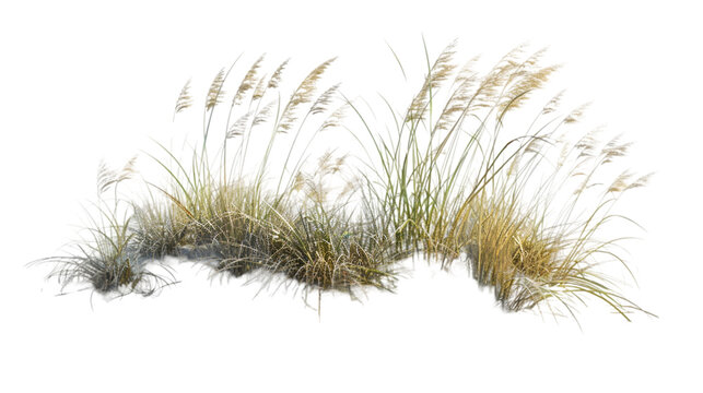 beach grass png