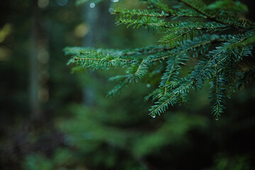 Paysages et natures morte en automne avec des rayons de soleil 