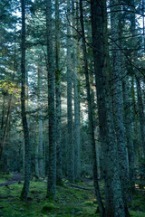 Obraz premium Paysages et natures morte en automne avec des rayons de soleil 