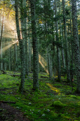 Paysages et natures morte en automne avec des rayons de soleil 