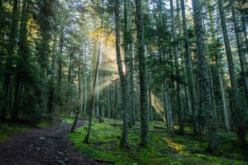 Fototapeta premium Paysages et natures morte en automne avec des rayons de soleil 
