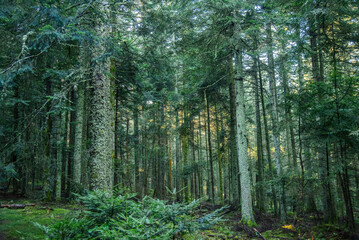 Obraz premium Paysages et natures morte en automne avec des rayons de soleil 