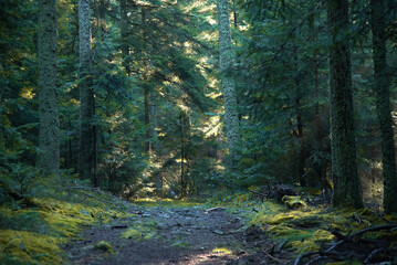 Paysages et natures morte en automne avec des rayons de soleil 