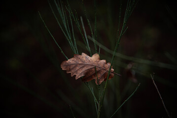 Paysages et natures morte en automne avec des rayons de soleil 