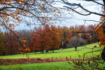 Paysages et natures morte en automne avec des rayons de soleil 