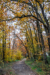 Obraz premium Paysages et natures morte en automne avec des rayons de soleil 