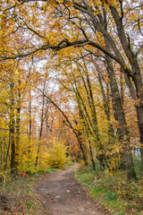 Obraz premium Paysages et natures morte en automne avec des rayons de soleil 