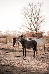 Obraz premium beautiful horse equine during sunrise very pretty together unique 
