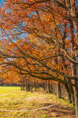 Obraz premium Nature et paysages en foret pendant l'automne 