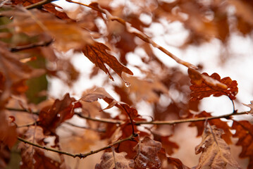 Paysages et natures mortes en automne avec vue du ciel 
