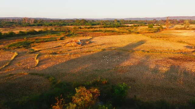 Aerial view of farmers working in a rice paddy and white birds eating at sunset in Madagascar. The golden light of the setting sun casts long shadows across the fields