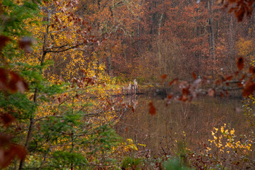Nature et paysages en foret pendant l'automne 