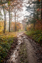 Nature et paysages en foret pendant l'automne 
