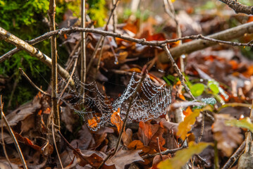 nature morte et paysages en automne