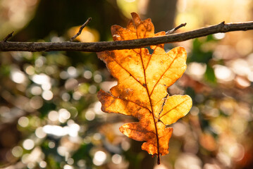 nature morte et paysages en automne