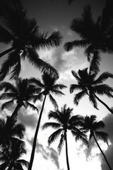 Black and White Palm Trees