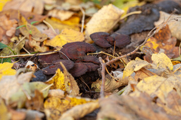 Colonies of reishi mushrooms grow on the branches of dry trees in the rainy season.
