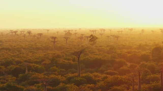 Golden morning light envelops the famous avenue of baobabs in Madagascar. Mist lingers in the air, evoking a serene and tranquil atmosphere