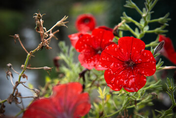 Fototapete bei efototapeten.de bestellen   