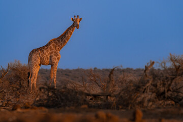 Obraz premium A giraffe standing in the dry landscape with a blue sky as background, Botswana. 