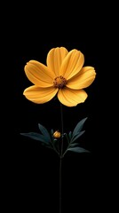 Obraz premium Bright yellow flowers in full bloom against a dark background showcasing their vivid details