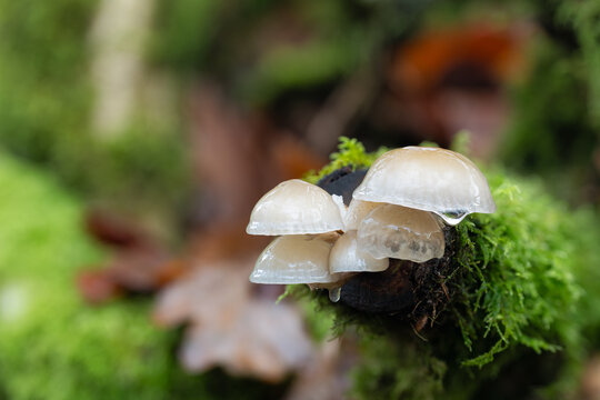 Forest Floor Fungi.
