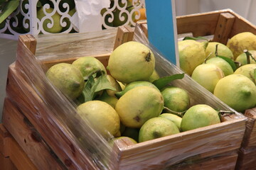 Zitronen von der Amalfiküste für Limoncello