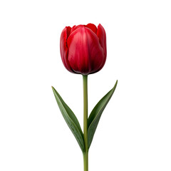 Obraz premium A vibrant red tulip flower with a long green stem isolated on a transparent background