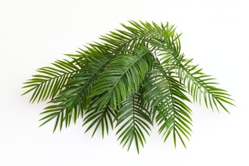 A detailed view of a green plant on a clean white surface, ideal for product or packaging design