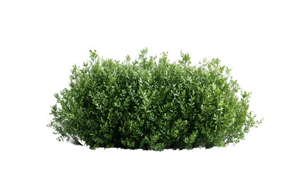 green bushes png