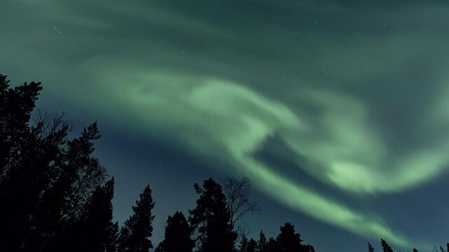Sky full of auroras above a forest