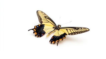 Obraz premium A yellow and black butterfly sits on a white surface