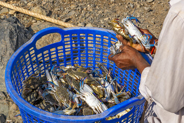 Fresh raw crab with blue claws in the fish market. Kep, Cambodia